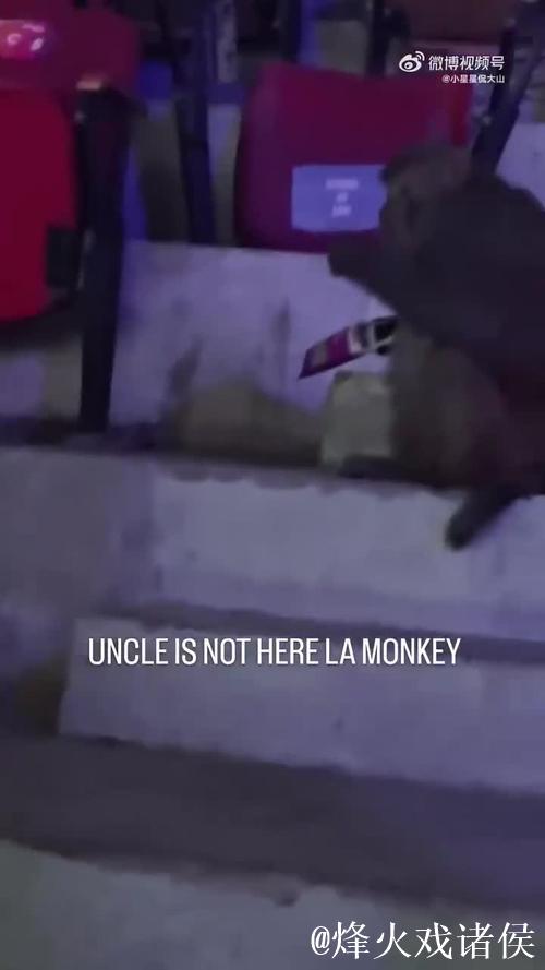 意外！印度羽毛球公开赛观众席惊现猴子闯入